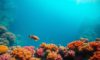 Great Blue Hole Belize: Essential Guide to Diving and Snorkelling