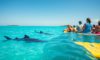 Whale Shark Swimming: Top Tips and Timing in Belize
