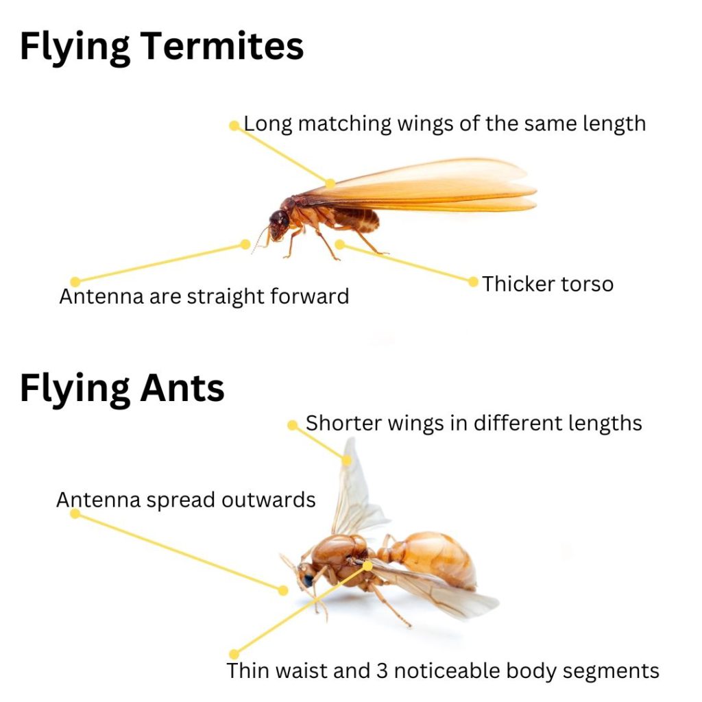 Flying Termites: The Importance of Understanding Their Impact