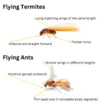 Flying Termites: The Importance of Understanding Their Impact