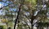 Arborists in Newcastle: Common Tree Removals Explained