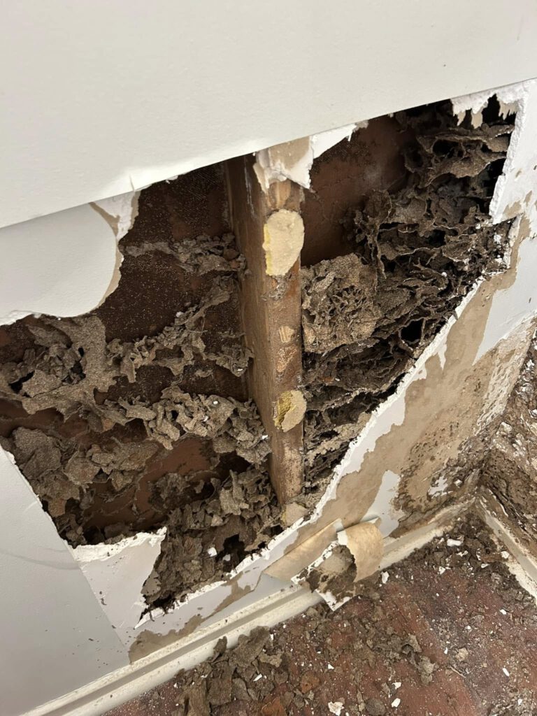 Termite Inspection Tips for Winter in Sydney Homes