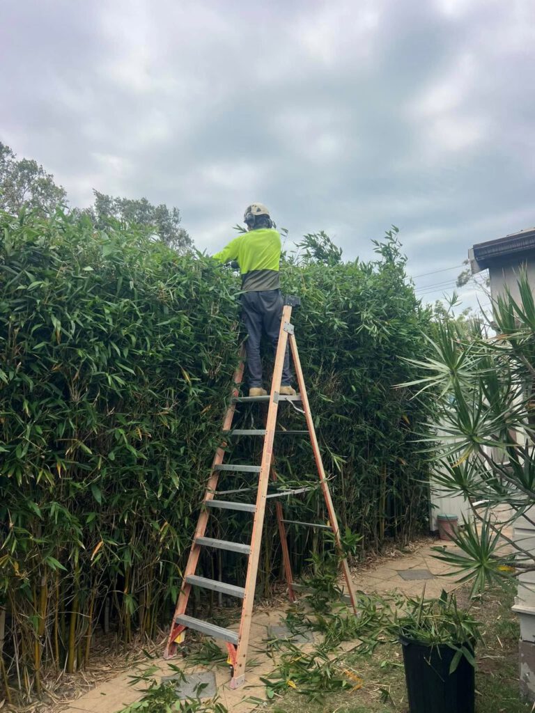 Hedging Plants for Newcastle Gardens: Simple Care Options