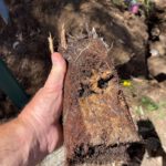 Clay Soil’s Impact on Caboolture Pipes Exposed
