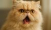 Respiratory Care for Flat-Faced Cats: Essential Guide