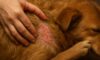 Flea Control: Tips to Prevent Autumn Infestations for Pets
