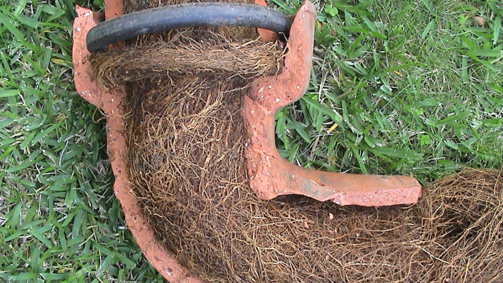 Tree Roots in Drains: Tackling the Sutherland Shire Challenge